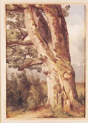 The Oak